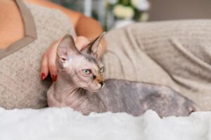 Как отучить кота драть диван из велюра